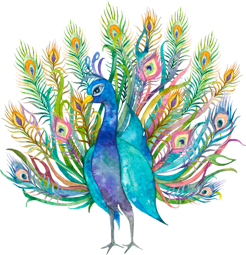 Peacock Png in Watercolor Sticker